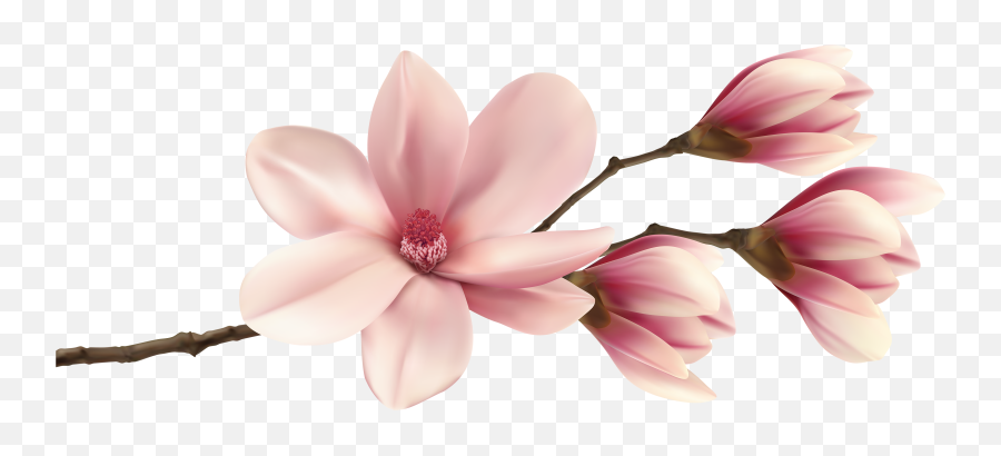 Download Pink Plant Fraseri Magnolia Southern Watercolor - Magnolia Flower Branch Png Emoji,Pink Watercolor Png
