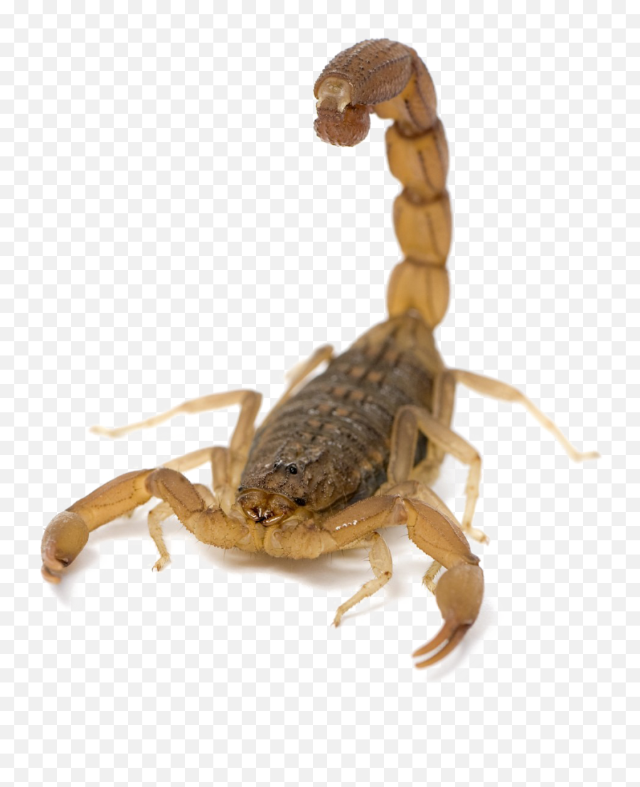 Scorpion Png Picture - Three Striped Scorpion Emoji,Scorpion Png