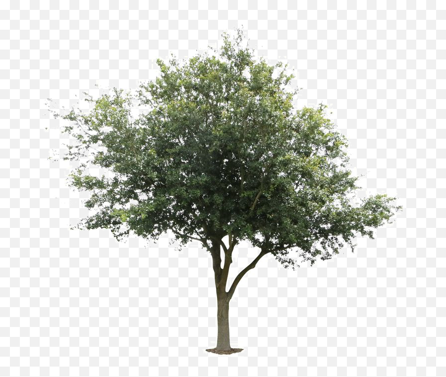 Oak Tree Png Image - Oak Tree Png Transparent Emoji,Oak Tree Png