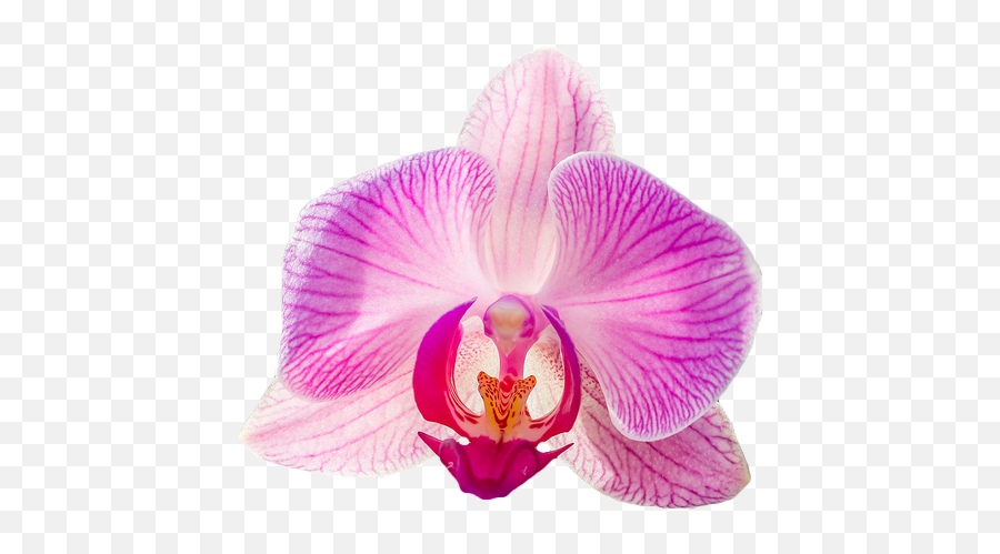 Specials - Transparent Orchid Emoji,Orchid Clipart