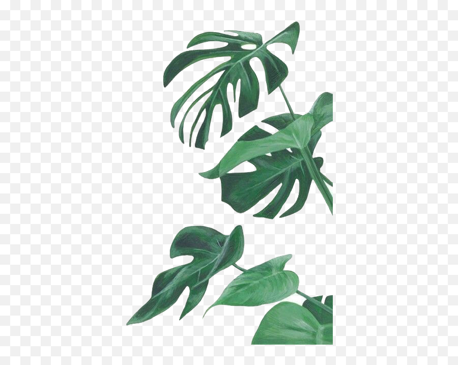 Download Botany Leaf Painting Leaves Illustration Watercolor Emoji,Watercolor Leaf Png