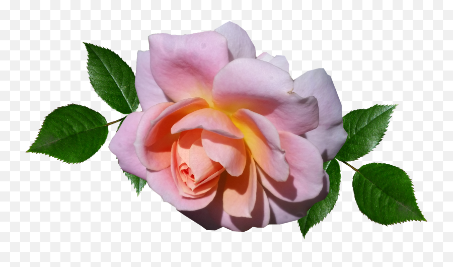 Rose Pink Flower Romantic Bloomrose Pink Flower Romantic Emoji,Pink Flower Transparent
