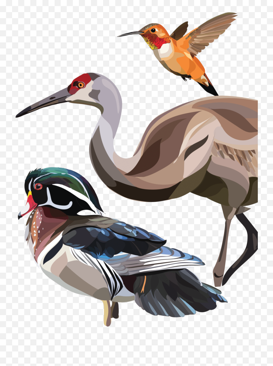 World Migratory Bird Day In The Americas Emoji,T Birds Logo