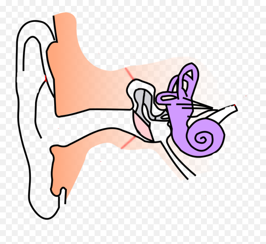 Location - Diagram Of Ear For Class 8 Clipart Full Size Part Of The Ear Clipart Emoji,Ears Clipart