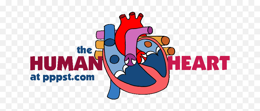 Human Heart For Kids Teachers - C Khí Emoji,Human Heart Clipart
