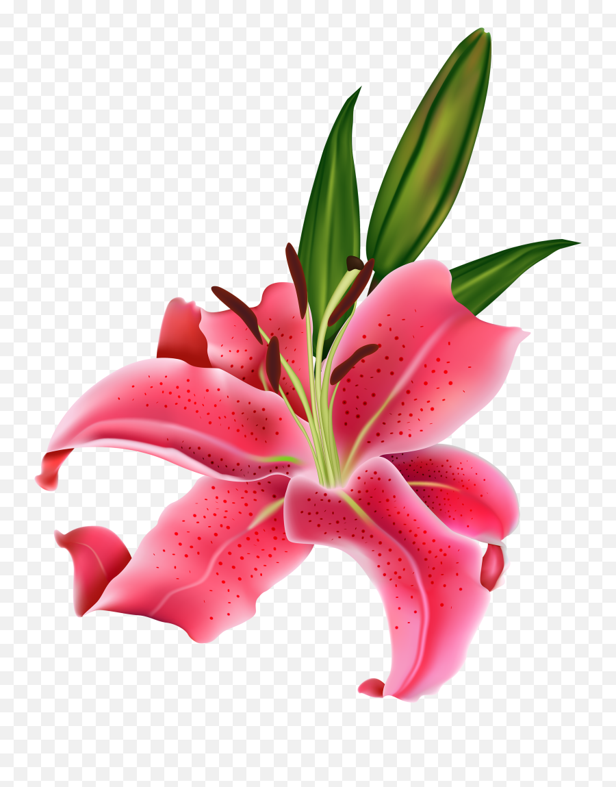 Lily Flower Transparent Background - Lily Flower Png Emoji,Flower Png