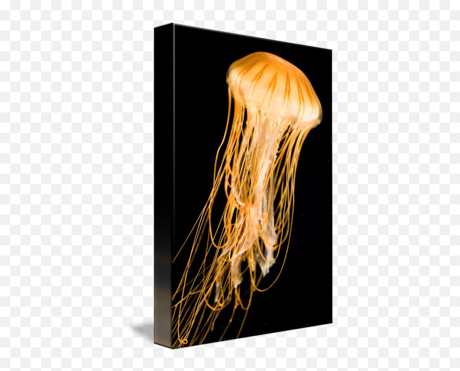 Black Background - Jellyfish Black Background Emoji,Jellyfish Transparent Background