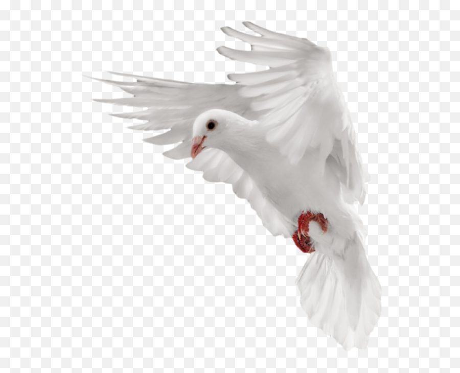 Free Dove Png U0026 Free Dovepng Transparent Images 15851 - Pngio White Dove Hd Png Emoji,White Dove Png