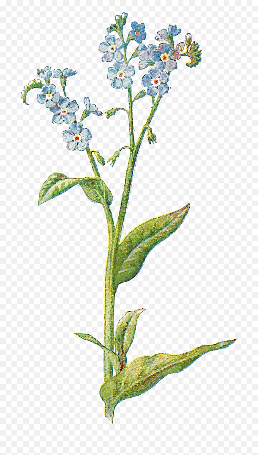 Wildflower Png Images In - Botanical Forget Me Not Emoji,Wildflower Png
