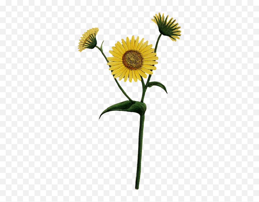 Free Photo Yellow Flowers Bloom Flowers Daisies Blossom - Fresh Emoji,Yellow Flower Transparent