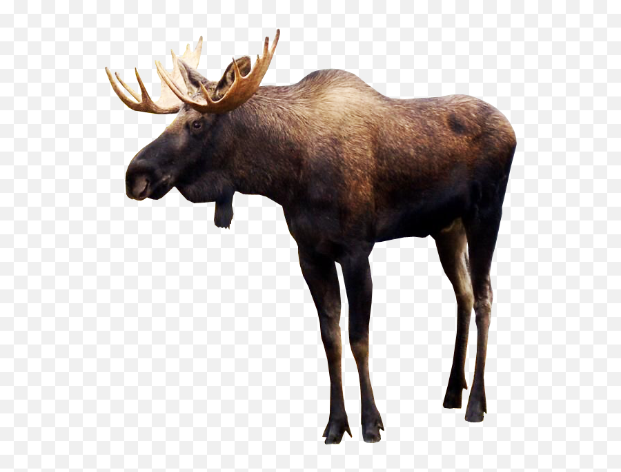 Moose Clipart Transparent Background Moose Transparent - Moose Png Emoji,Moose Clipart
