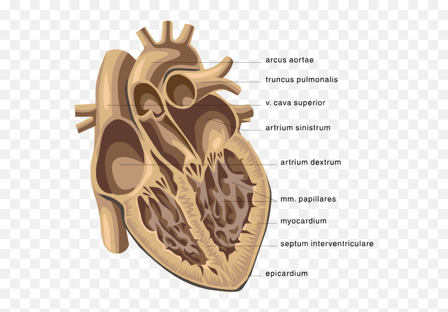 Heart Medical Diagram Clip Art 111127 Free Svg Download Emoji,Free Medical Clipart