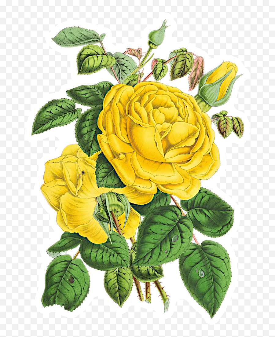 Buy Wholesale Yellow Rose Sticker By Stickers Box Emoji,Yellow Roses Png