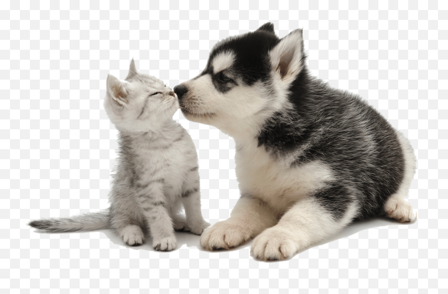 Cat And Dog Transparent Background Full Size Png Download - Background Cute Animal Transparent Emoji,Dog Transparent