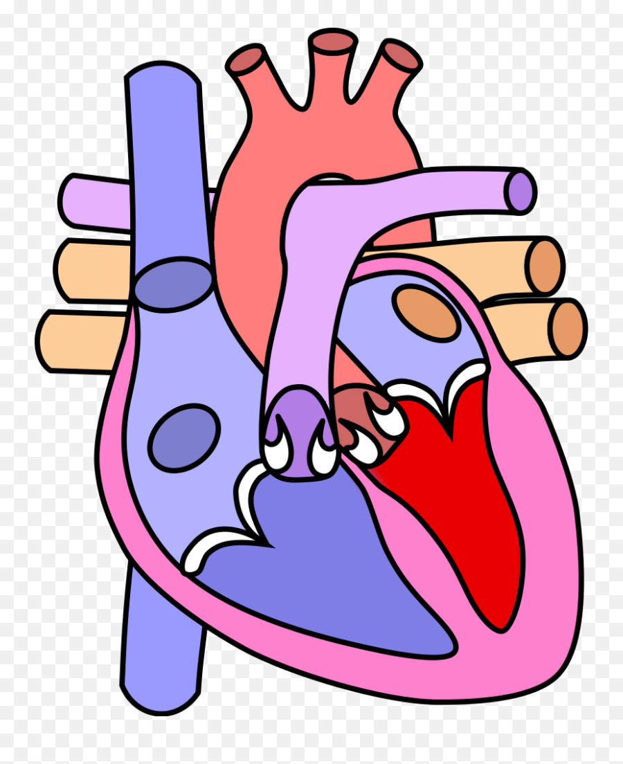 Heart Diagram Empty - Heart Diagram Without Labelling Emoji,Human Heart Clipart
