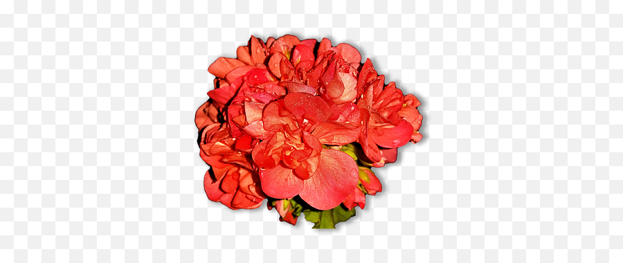 Free Flower Png Png Photos - Floribunda Emoji,Flower Png