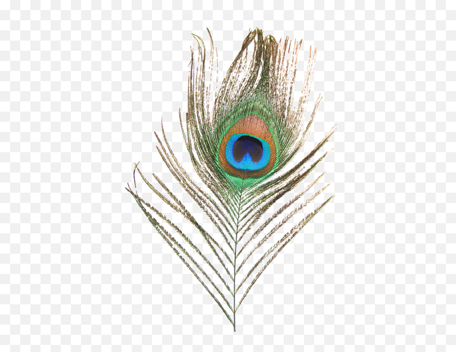 Peacock Feather Images Png Transparent - High Resolution Peacock Feather Png Emoji,Peacock Feather Png