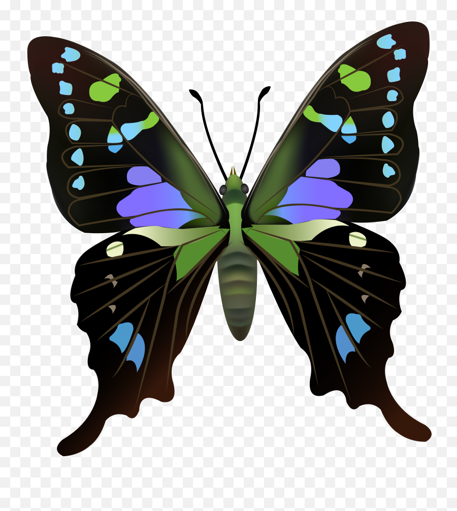 Butterfly Png Clip Art Transparent Cartoon - Jingfm Emoji,Butterflies Clipart