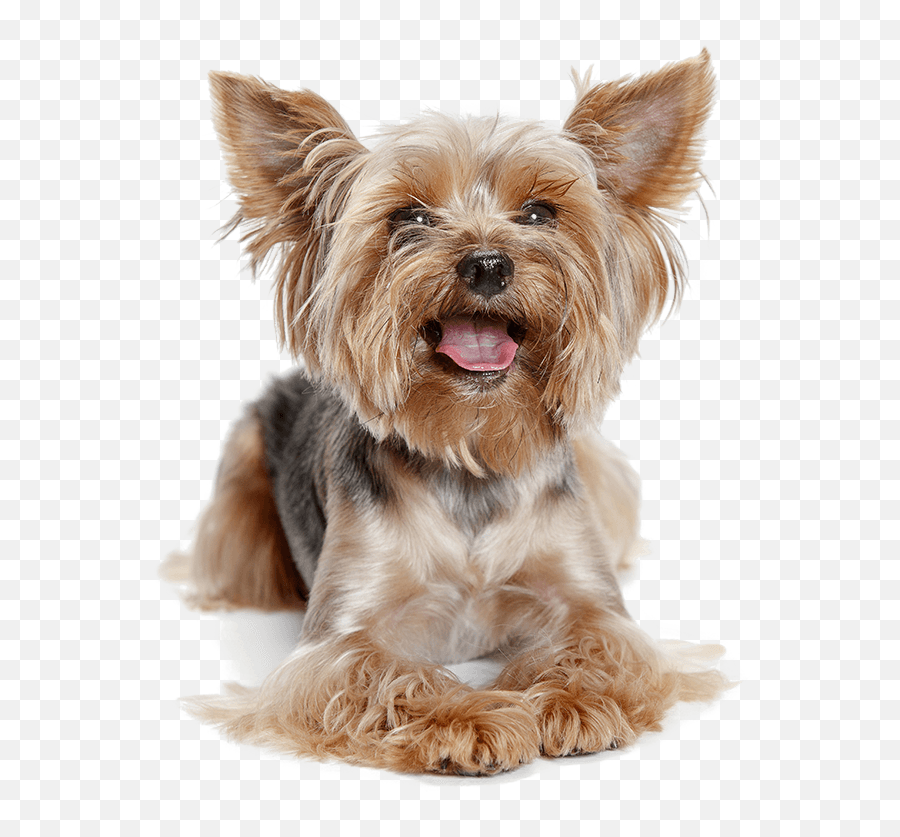 Cute Yorkshire Terrier Dog Png Emoji,Cute Dog Png