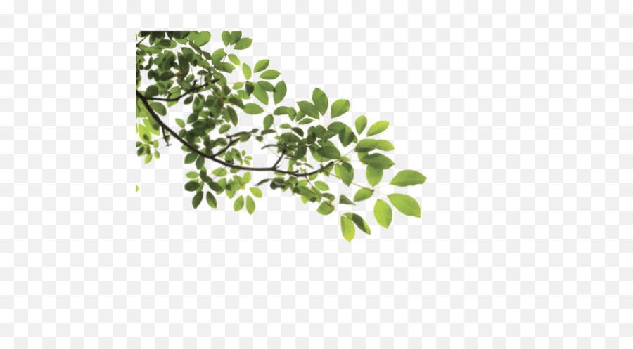 Free Branch With Leaves Png Download - Tree Leaves Png Emoji,Leaves Png