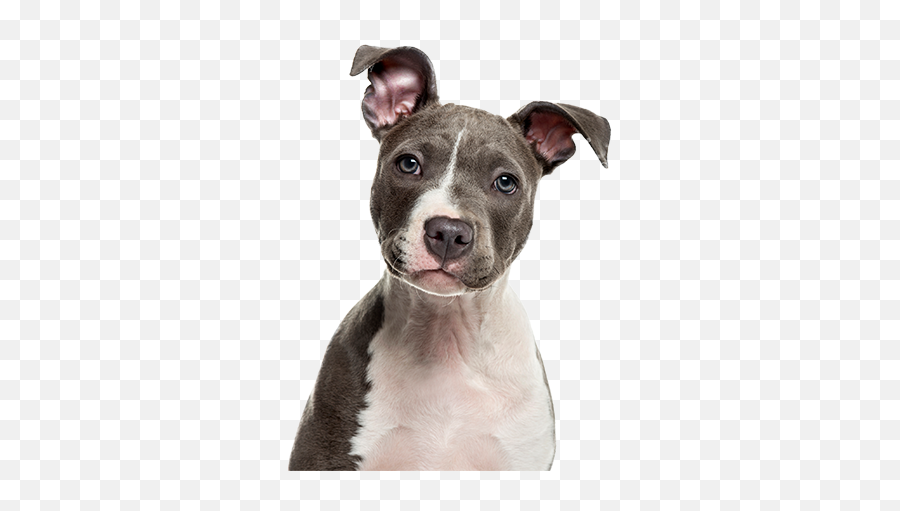 Download Cute Dog - American Staff Png Image With No Pit Bull Puppy White Background Emoji,Staff Png