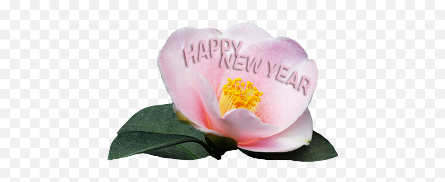 New Years Clipart - Happy New Year 2021 Wishes With Pink Flowers Emoji,Free Happy New Years Clipart