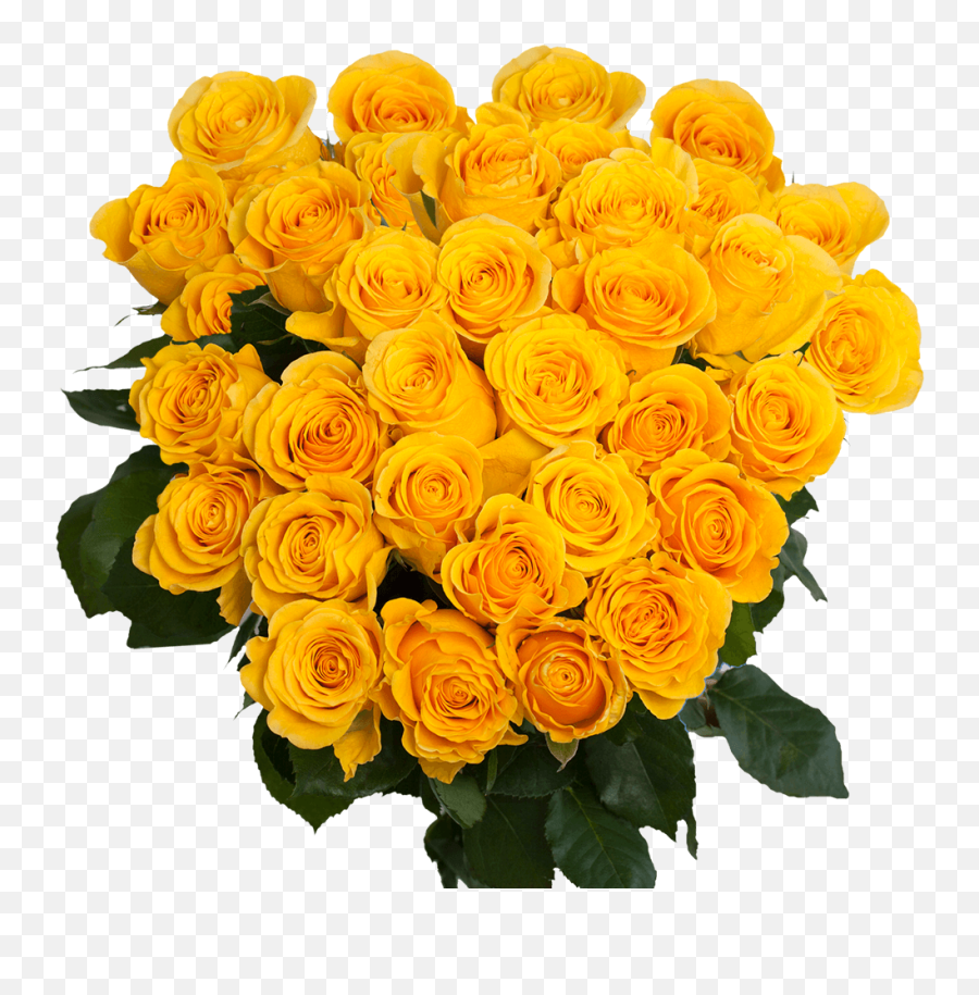 75 X Long Stems Of Bright Yellow Roses - Beautiful Fresh Cut Flowers Express Delivery Emoji,Yellow Roses Png