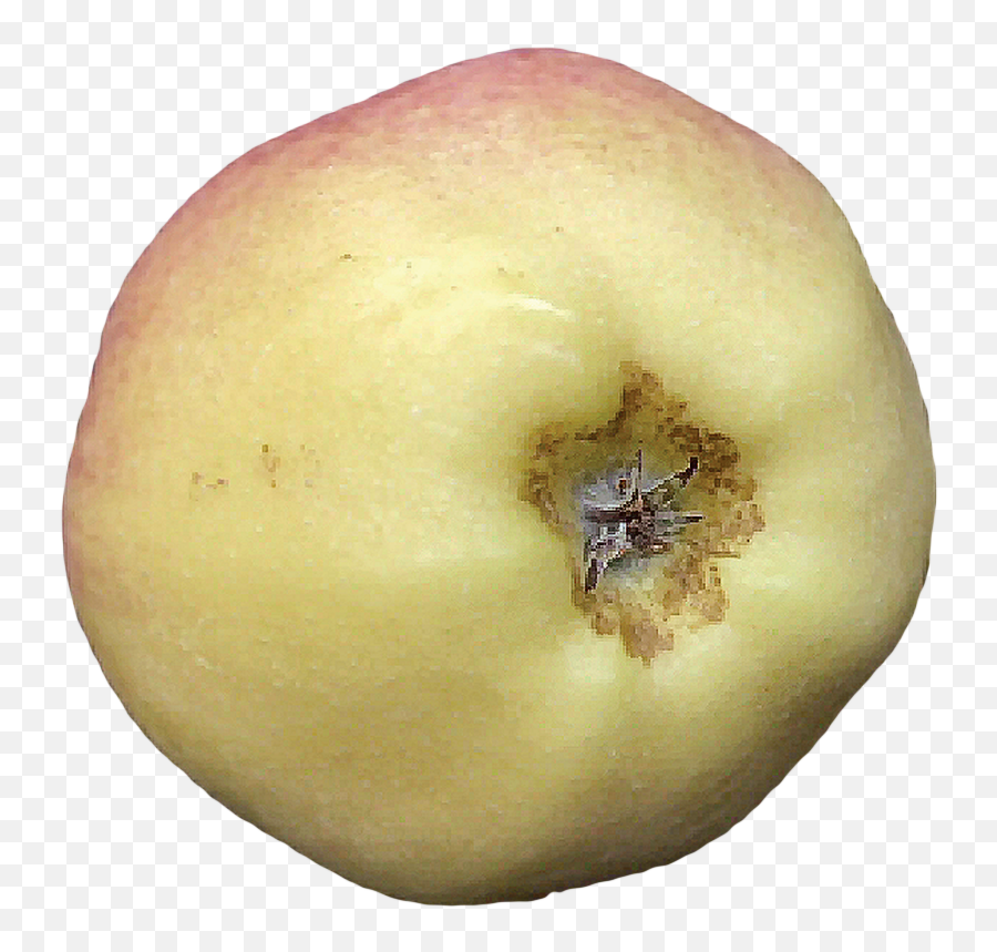 Physiological Disorders Tree Fruit Postharvest Export - Balon Del Atletico De Madrid Emoji,Apple Transparent
