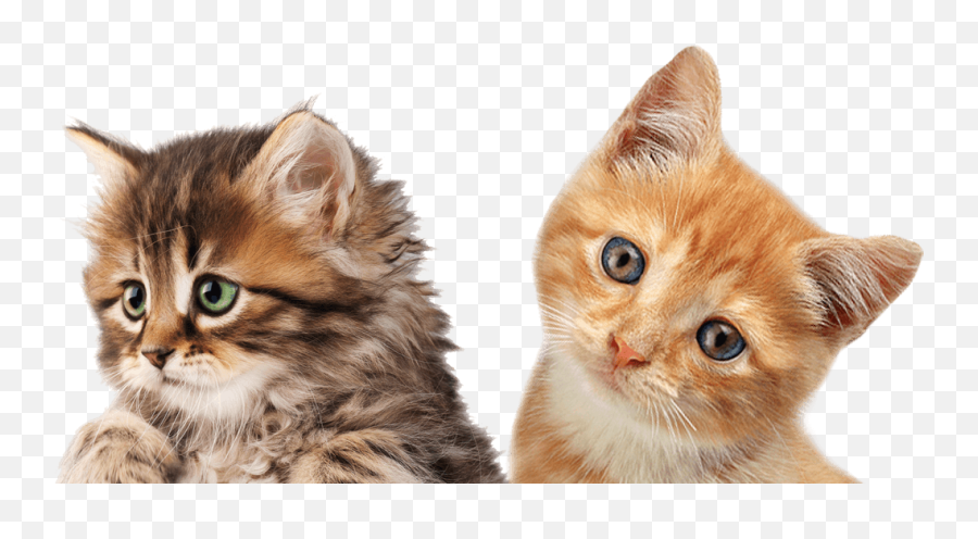 Free Cat Png Image - Imagenes Con El Gato Dicuendo Me Perdonas Emoji,Cat Transparent Background