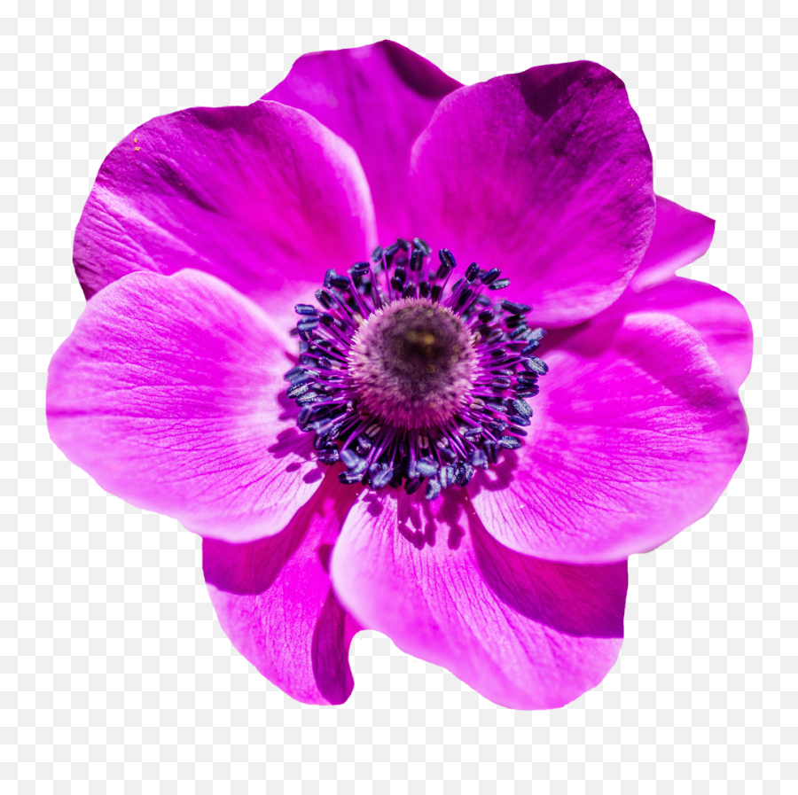 Flower Png Transparent Image - Transparent Flower Png Emoji,Flower Png