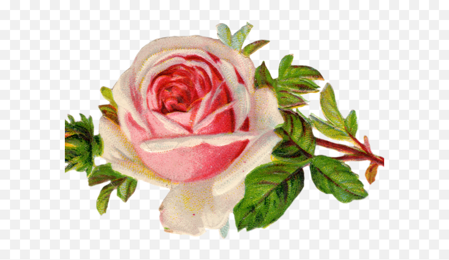 Vintage Flower Clipart Clip Art - Vintage Rose Clipart Png Transparent Tea Party Clip Art Emoji,Rose Clipart Png