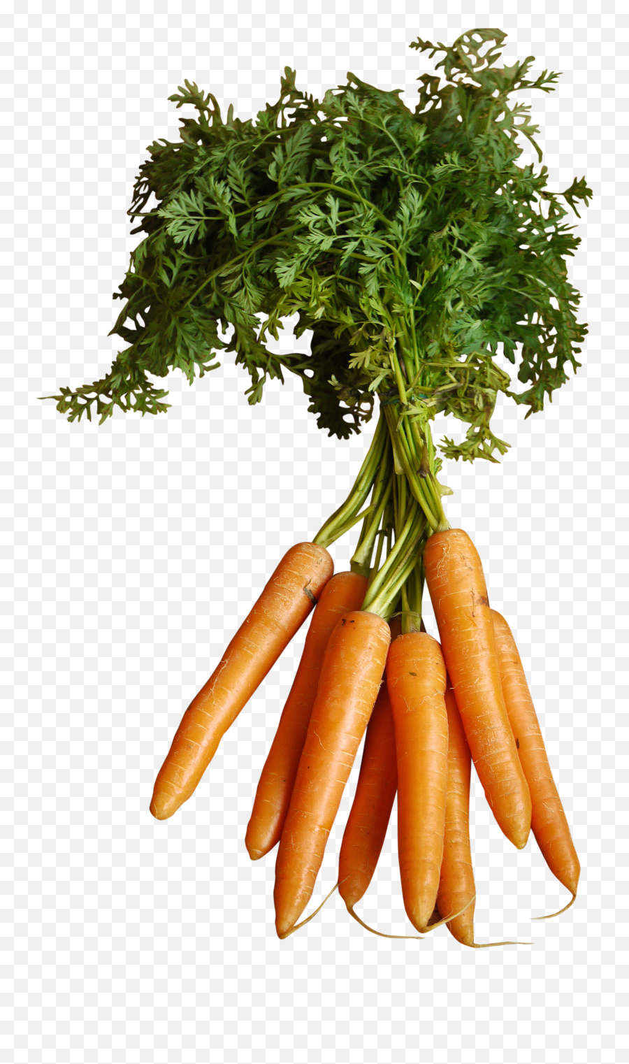 Orange Carrots With Stem Png Image - Purepng Free Carrots Png Emoji,Carrot Transparent Background
