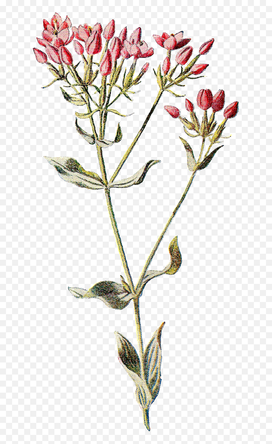 Download Hd Wildflowers Drawing Dainty - Flower Vintage Illustration Emoji,Wildflower Png
