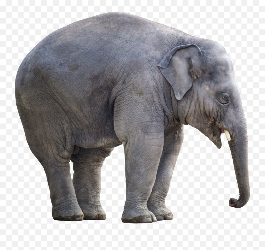 Gray Elephant Standing Pnglib U2013 Free Png Library - Big Elephant With White Background Emoji,Elephant Transparent Background