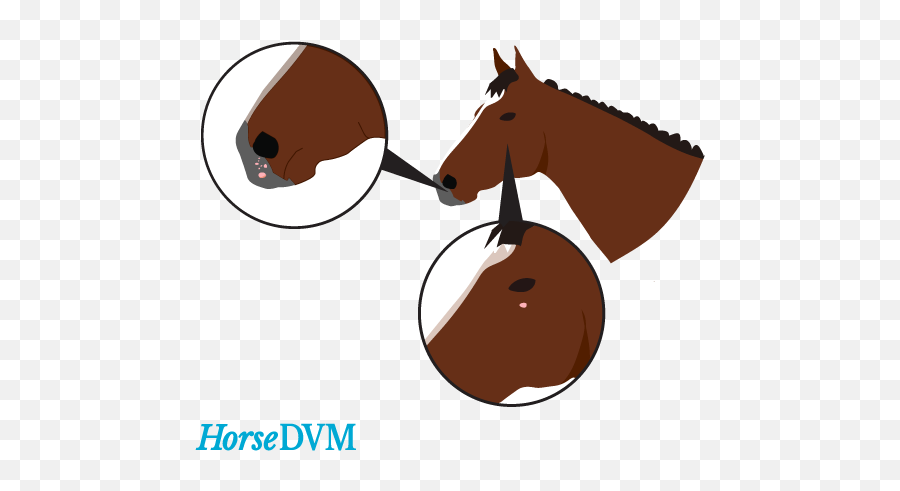 Papillomatosis Horsedvm Diseases A - Z Papillomatosis Horse Emoji,Horses Png