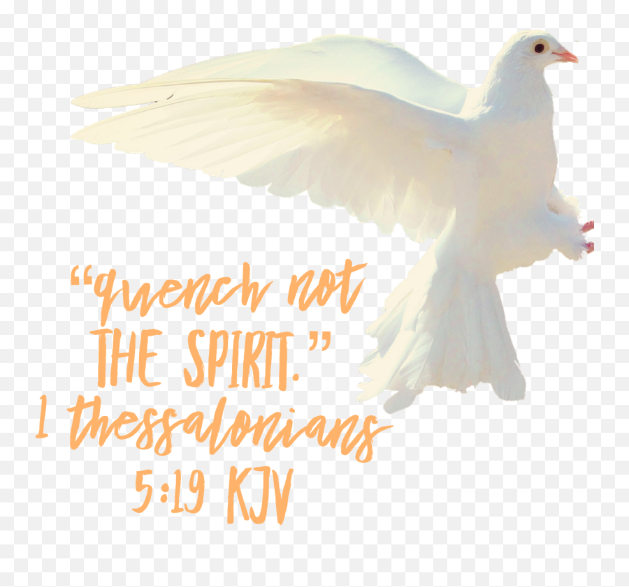 Holy Spirit Dove Png - Photo Caption Emoji,Holy Spirit Png