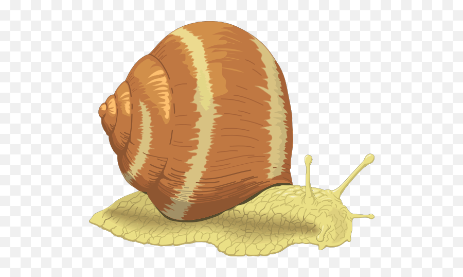 Real Snail Clip Art - Clip Art Emoji,Snail Clipart