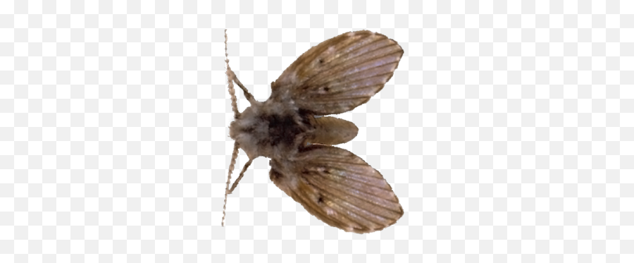 Drain Fly - Types Of Fly Png Emoji,Fly Png