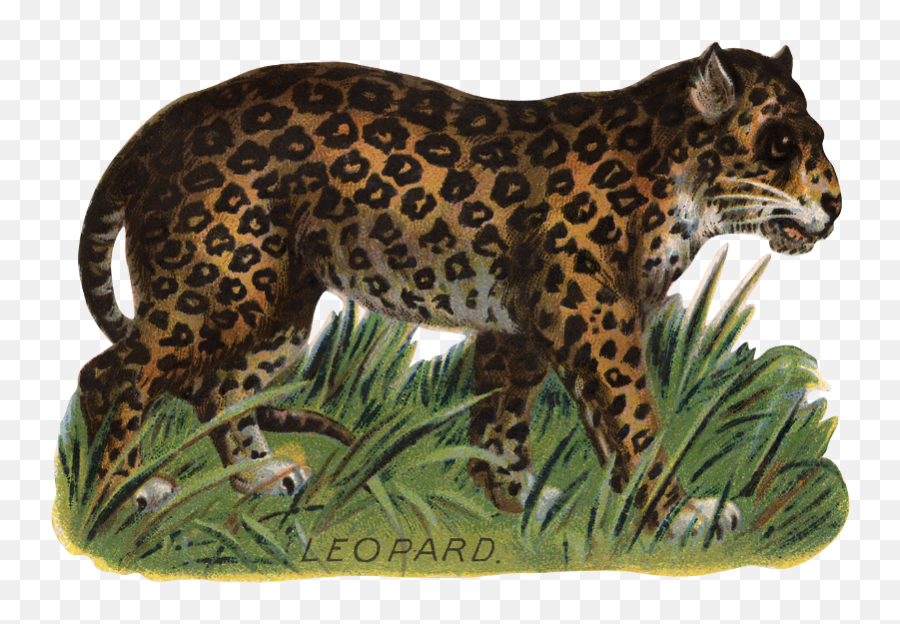 Zibi Vintage Scrap Kociaki Animal Clipart Vintage - Animal Figure Emoji,Leopard Clipart