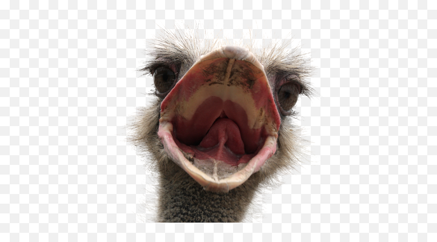 Ostrich Png Transparent Images - Funny Transparent Background Png Emoji,Ostrich Clipart