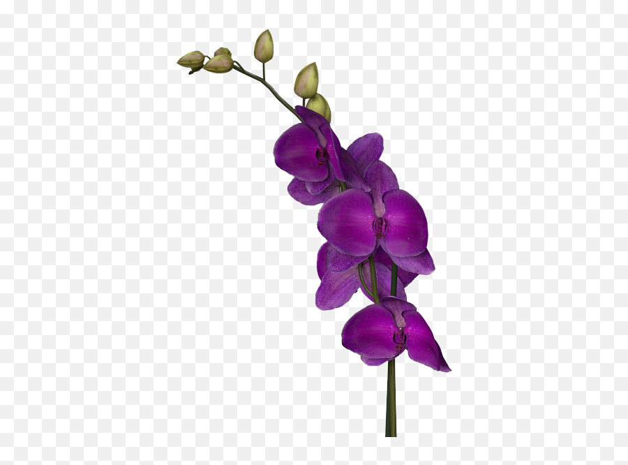 Purple Flowers Download Png Image - Transparent Background Purple Orchid Png Emoji,Purple Flower Transparent