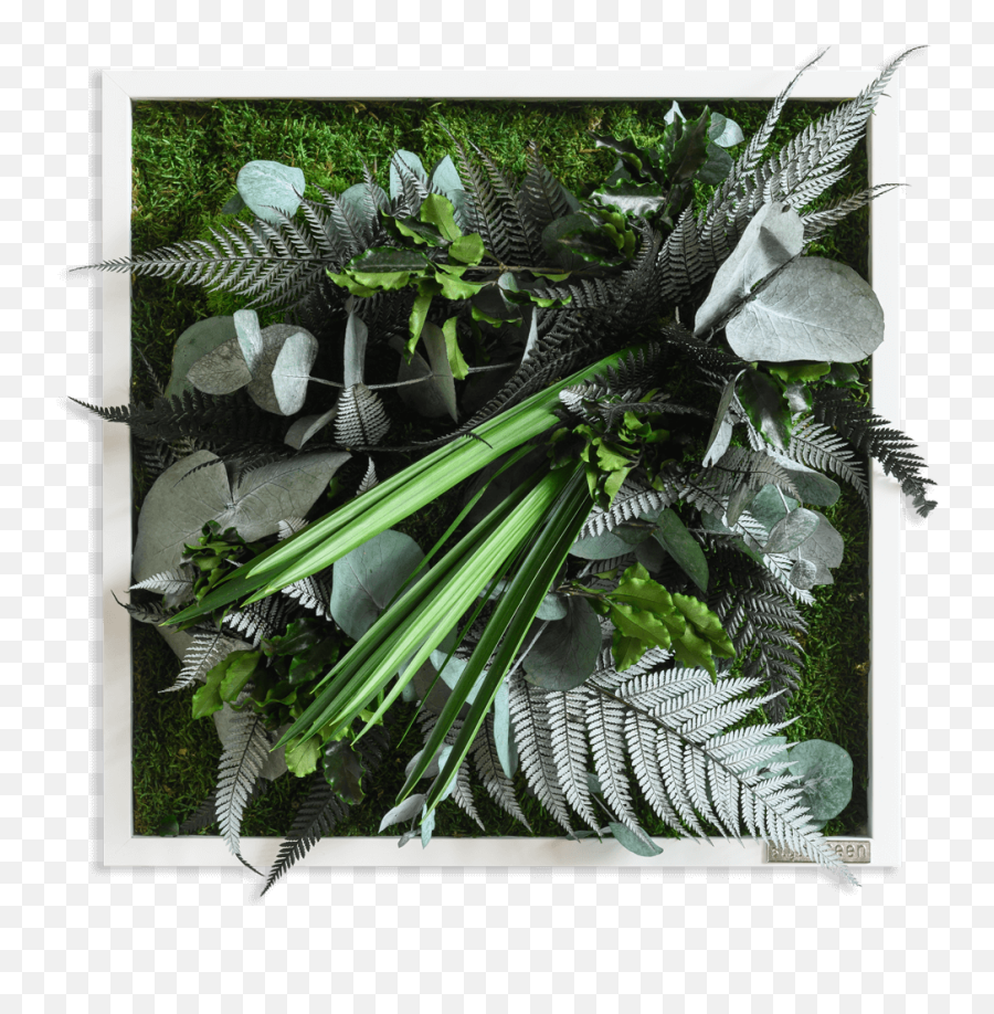 Plant Pictures With Jungle Design 35x35cm Solid Wood Frame White Emoji,Jungle Plants Png