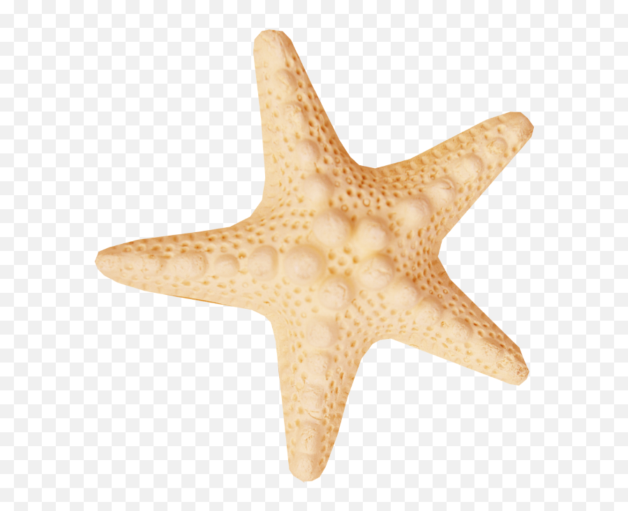 Starfish Sea Clip Art - Starfish Png Download 631652 Portable Network Graphics Emoji,Starfish Png