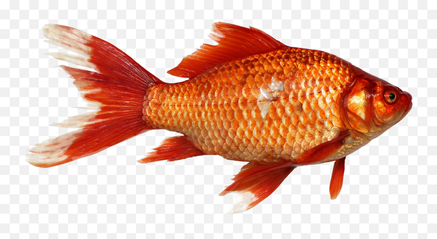 Free Animals Photos Goldfish Carp Fish Transparent - Imagenes De Peces Png Emoji,Transparent Background