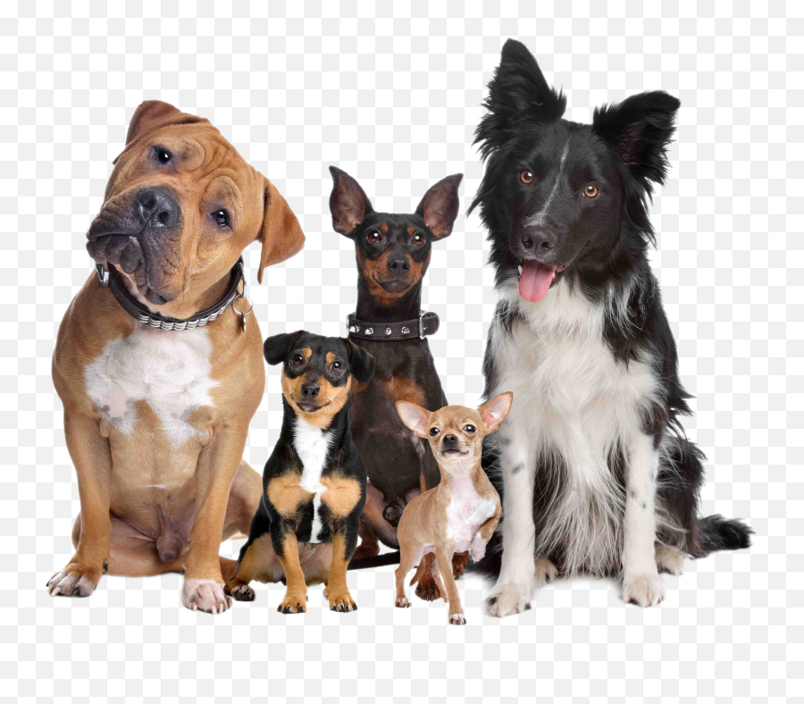 Download Group Labrador Pet Of Breed Dog Cat Clipart Png Emoji,Labrador Clipart