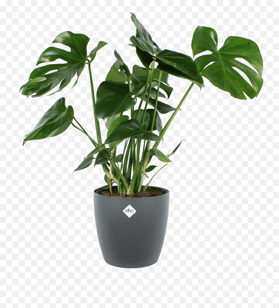 Indoor Plant U2013 Monstera Deliciosa In Anthracite Plant Pot As A Set U2013 Height 70 Cm Emoji,Jungle Plants Png