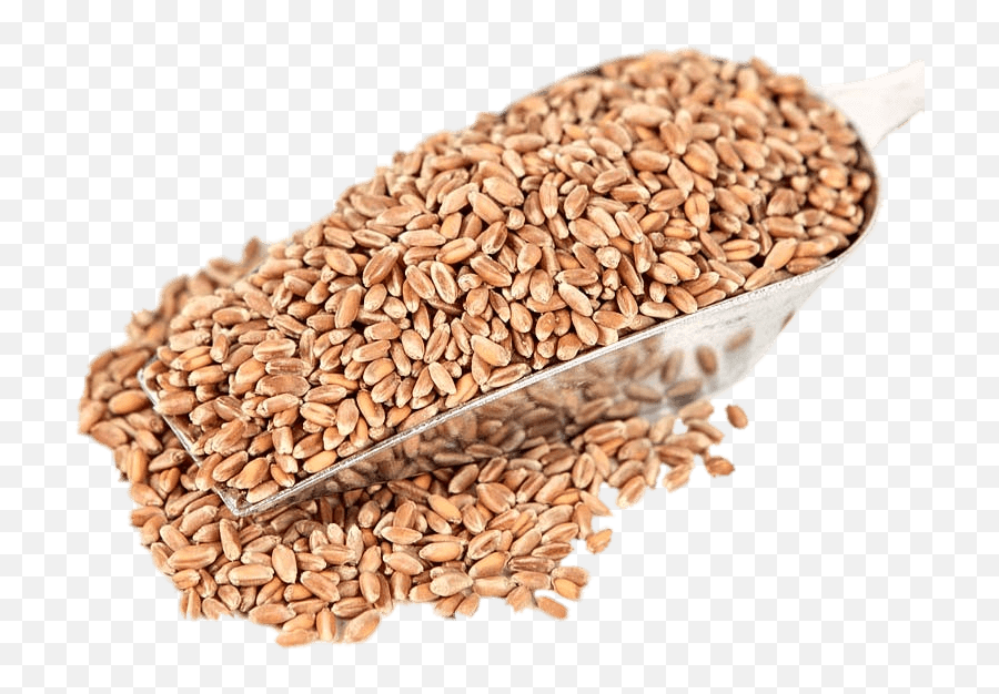 Red Wheat Transparent Png - Stickpng Emoji,Wheat Transparent Background