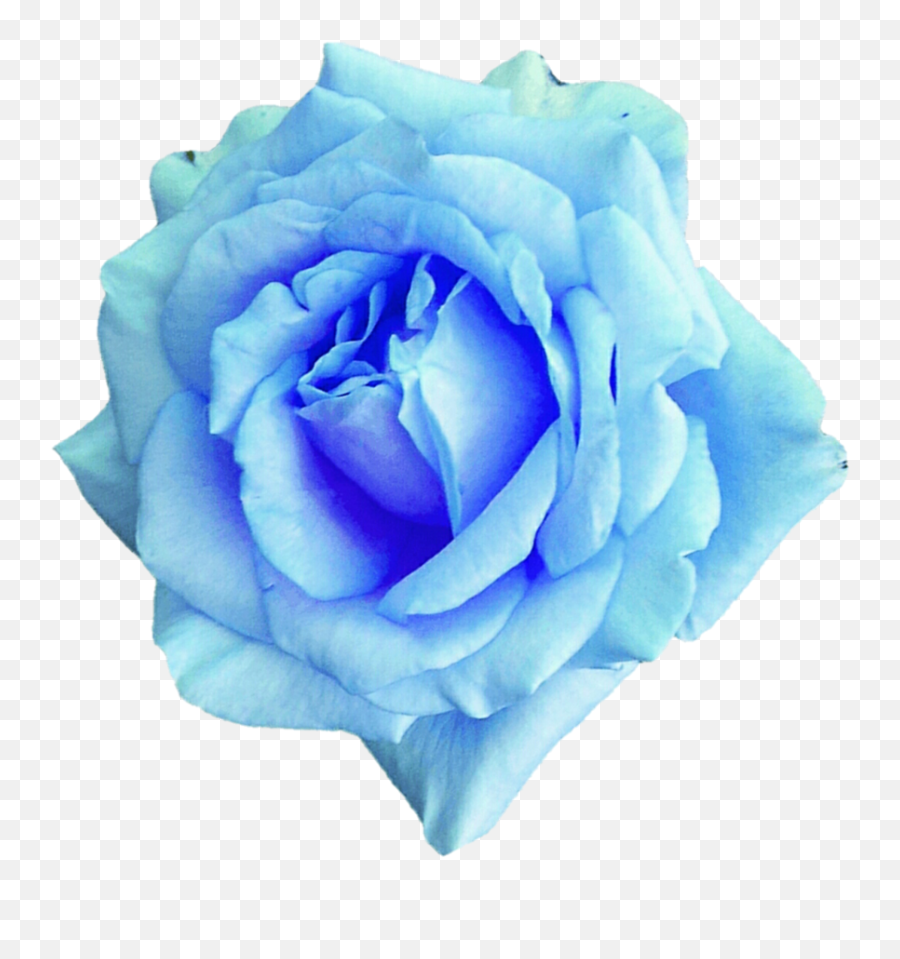 7584 Kbyte V22 Bulk Blue Roses 879x909 P Screen Emoji,Blue Rose Transparent