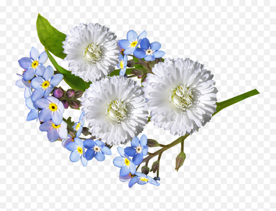 Free Forget Me Not Bloom Images - Transparent Background White Flowers Png Emoji,Forget Me Not Flowers Clipart