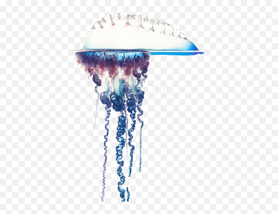 Download Free Png Download Blue Bottle - Portuguese Man Of War Photography Emoji,Jellyfish Transparent Background